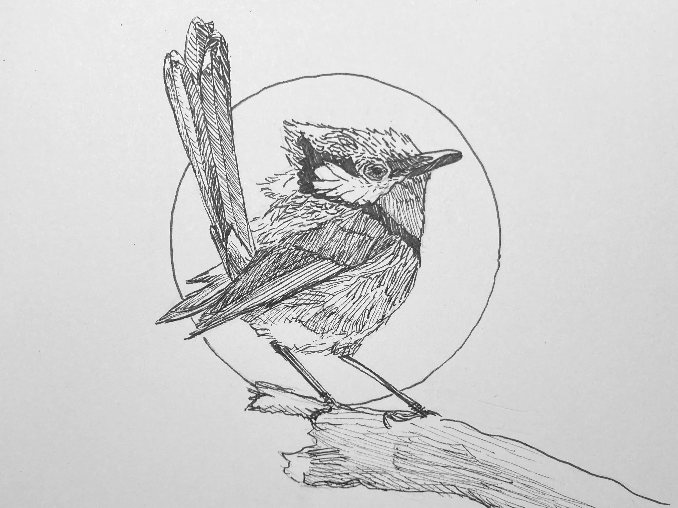 100 Bird Sketches